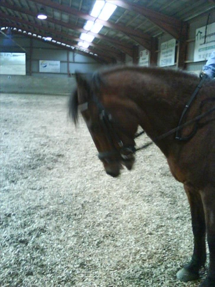 Anden særlig race Jackpot - foto: mig billede 13