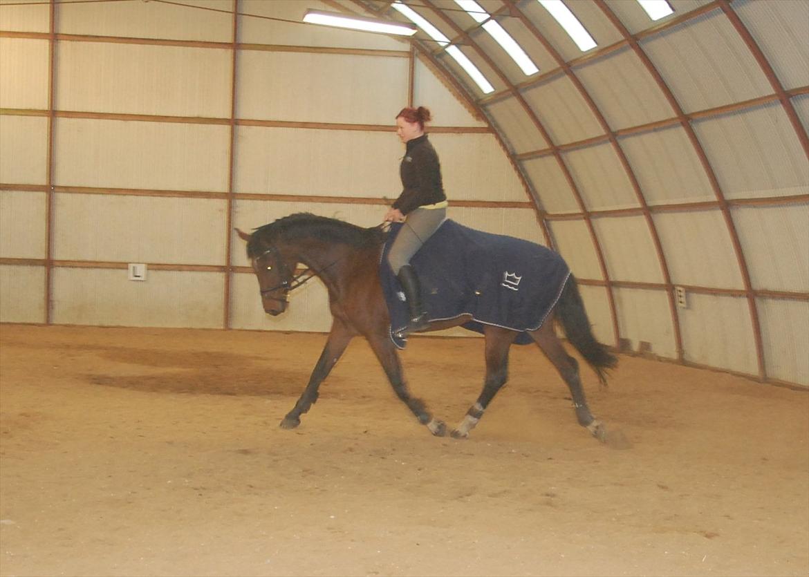 Dansk Varmblod Kronborgdiges Flika  - 12/10-11 5 gang på ryggen af tøsen
Der sker da noget! billede 10