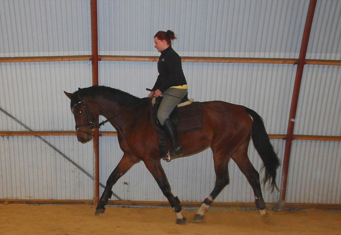 Dansk Varmblod Kronborgdiges Flika  - 12/10-11 5 gang på ryggen af tøsen
Der sker da noget! billede 11