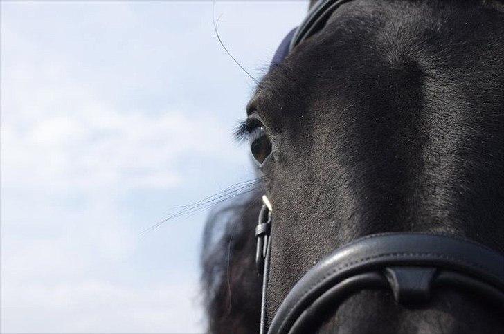 Frieser Ebony Jacoba - Velkommen til min profil billede 1