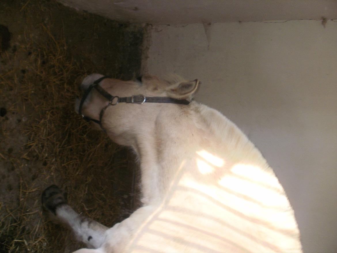 Fjordhest Mulle carlsminde (Multo) billede 12