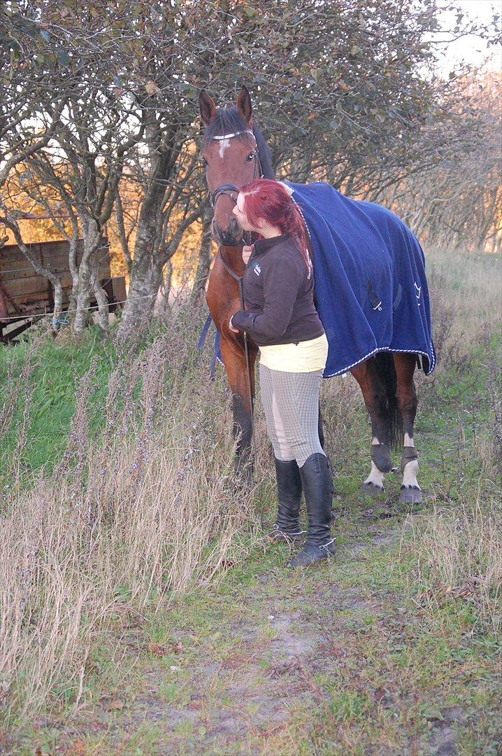 Dansk Varmblod Kronborgdiges Flika  billede 3