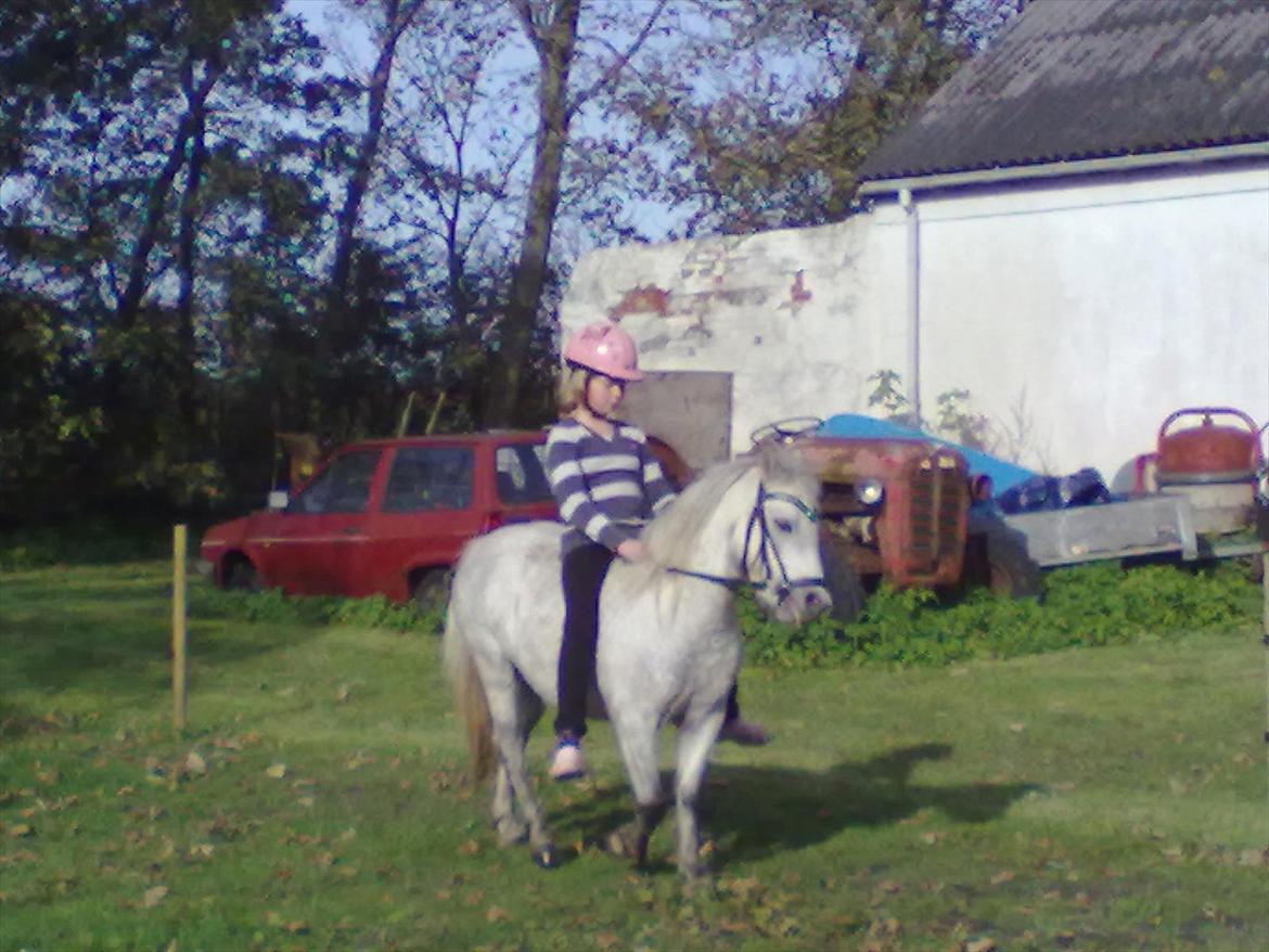 Welsh Pony (sec B) spirit  billede 6