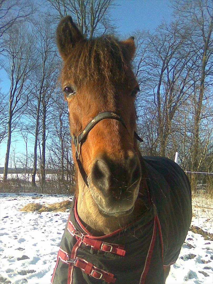 Anden særlig race Twiggi  † R.I.P † <33! billede 19