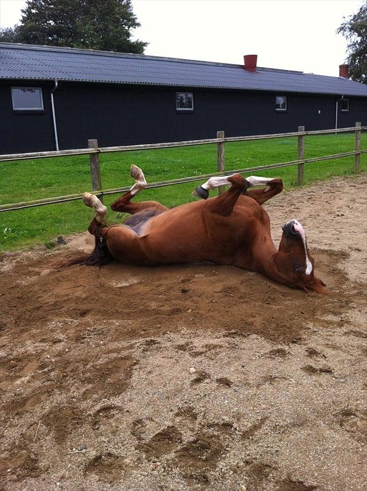 Dansk Varmblod Don Crusador II - lille fyr'en :-* billede 4