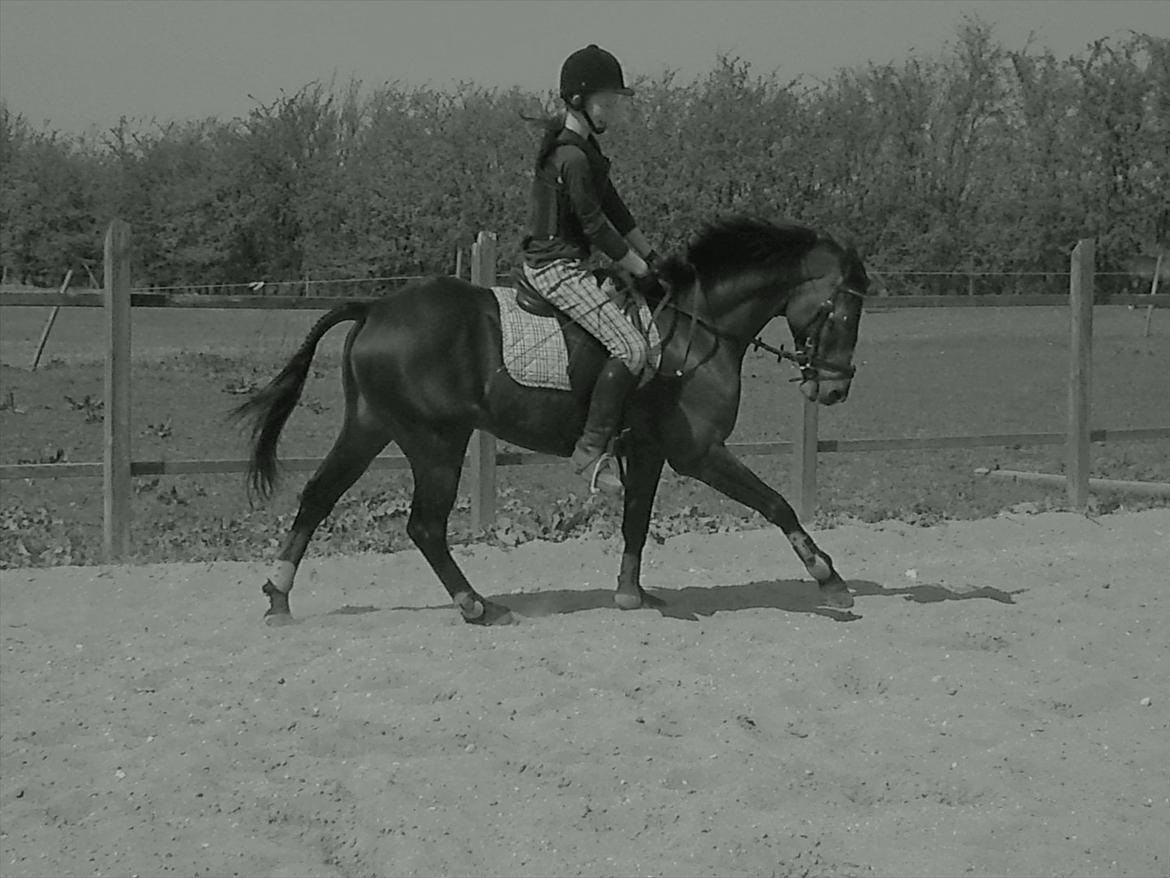 Tysk Sportspony Bubber billede 1