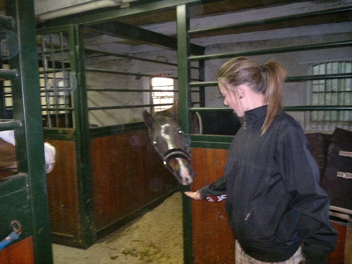 Tysk Sportspony Bubber billede 10