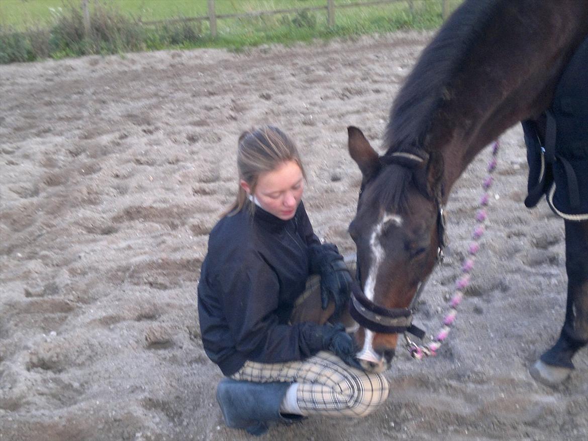 Tysk Sportspony Bubber billede 11