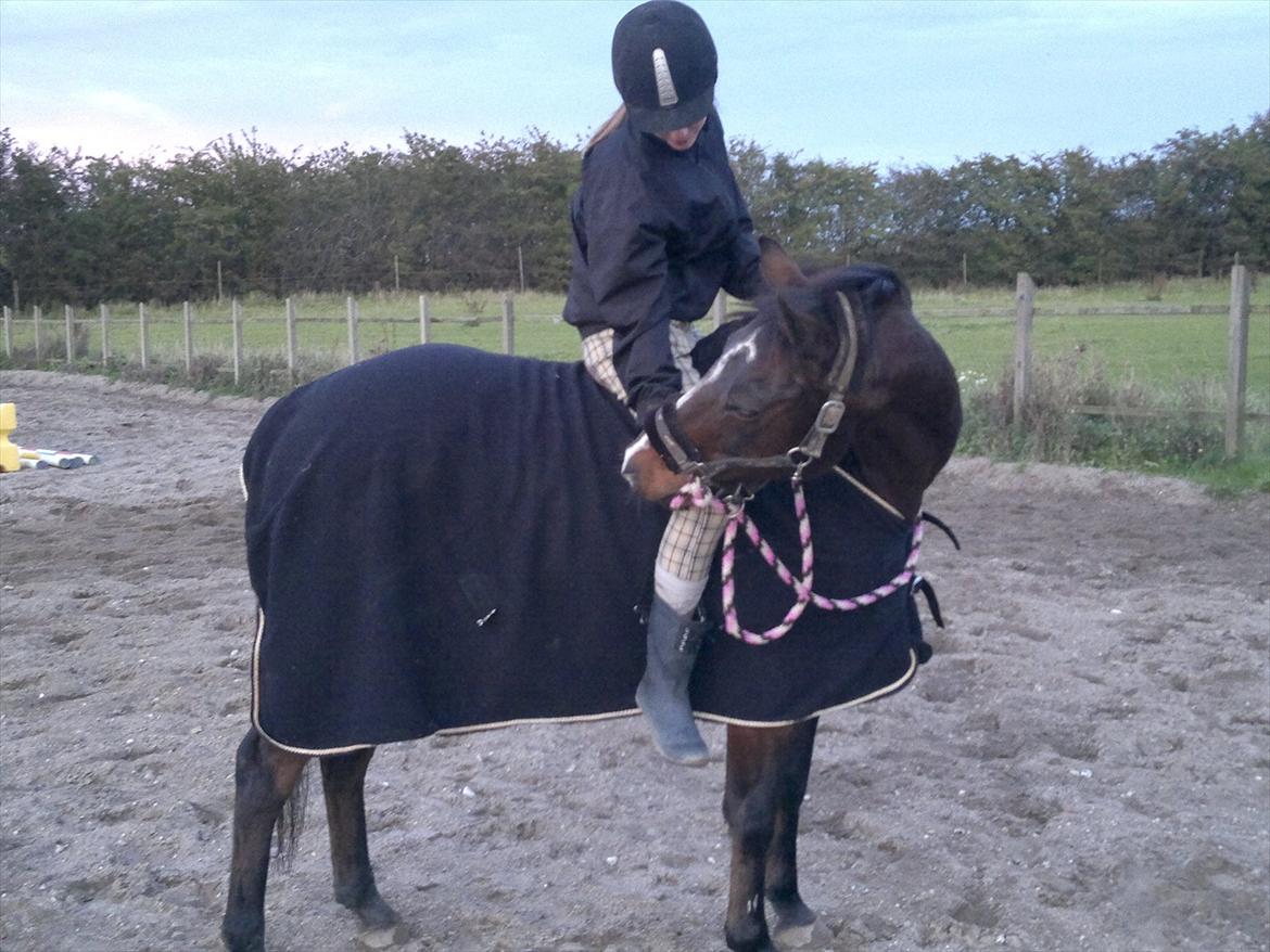 Tysk Sportspony Bubber billede 12