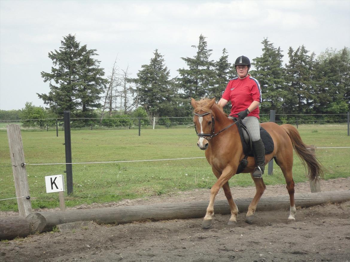 Welsh Cob (sec D) jacco - inden stævne billede 2