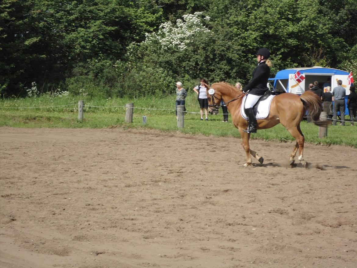Welsh Cob (sec D) jacco - i bolderslev billede 3