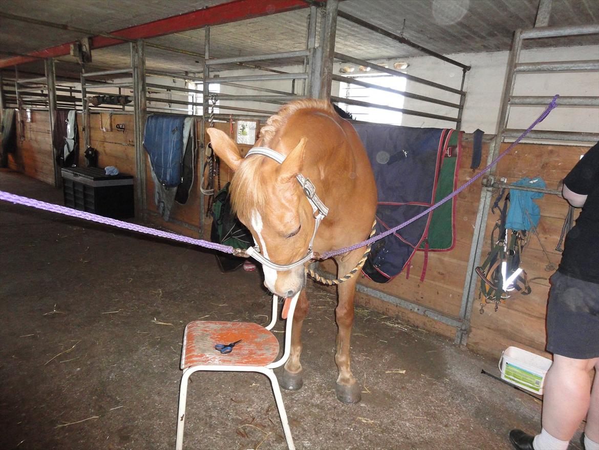 Welsh Cob (sec D) jacco - spænde stol ikke 
<3333 <3333 billede 6
