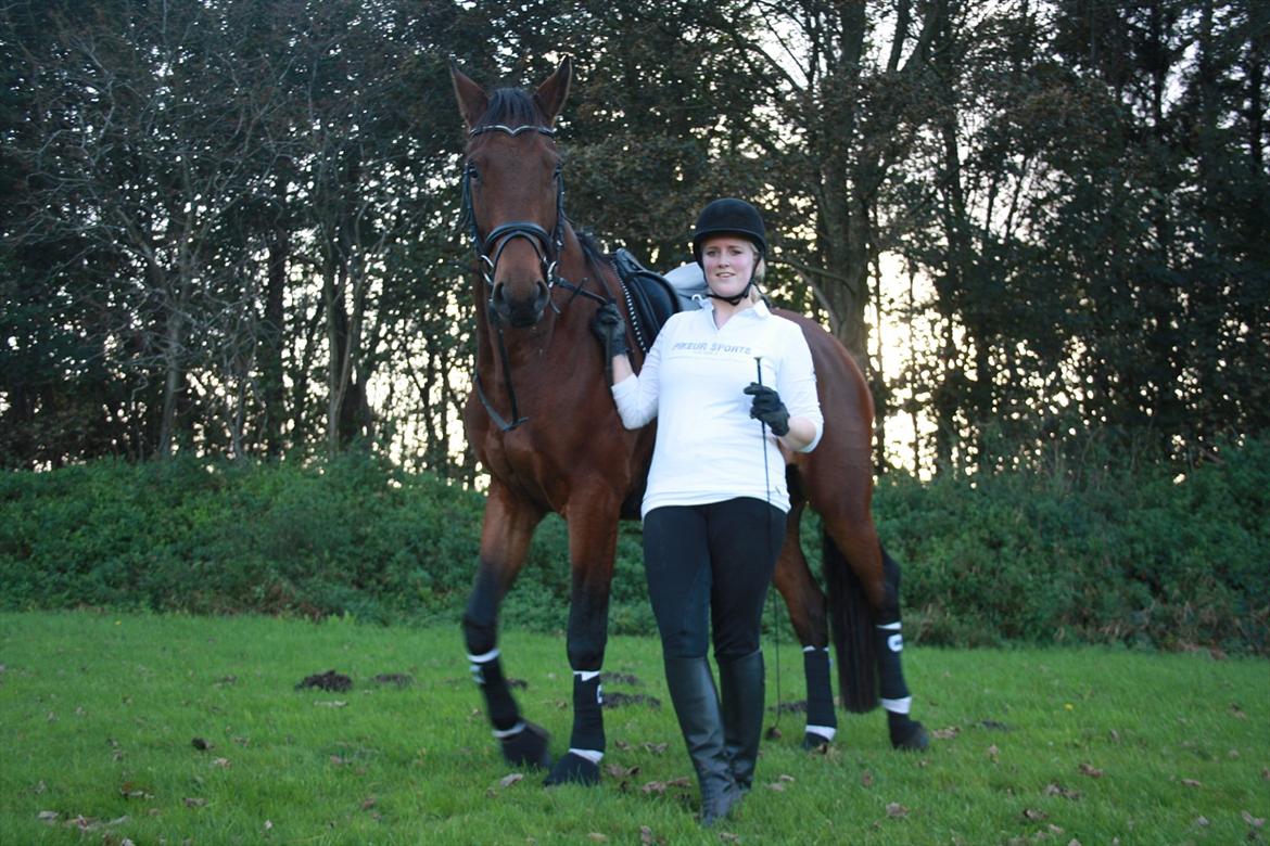 Dansk Varmblod Rimplers Hector Pascal billede 15