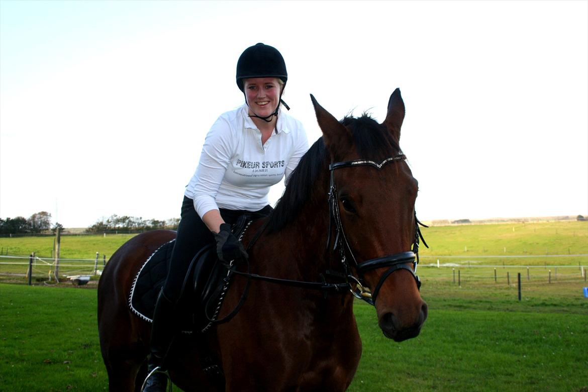 Dansk Varmblod Rimplers Hector Pascal billede 16