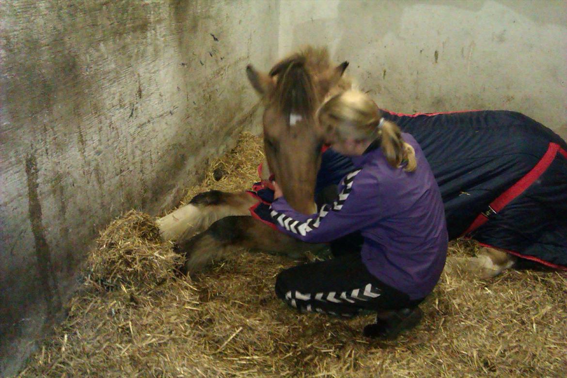 Anden særlig race B.S - Lille puttegris billede 5
