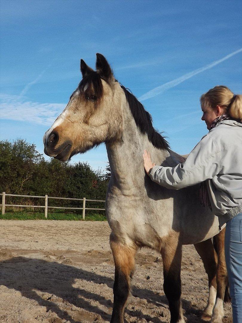Welsh Pony (sec B) Kithas Remi  billede 1