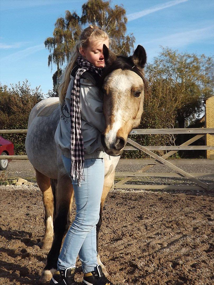 Welsh Pony (sec B) Kithas Remi  billede 2