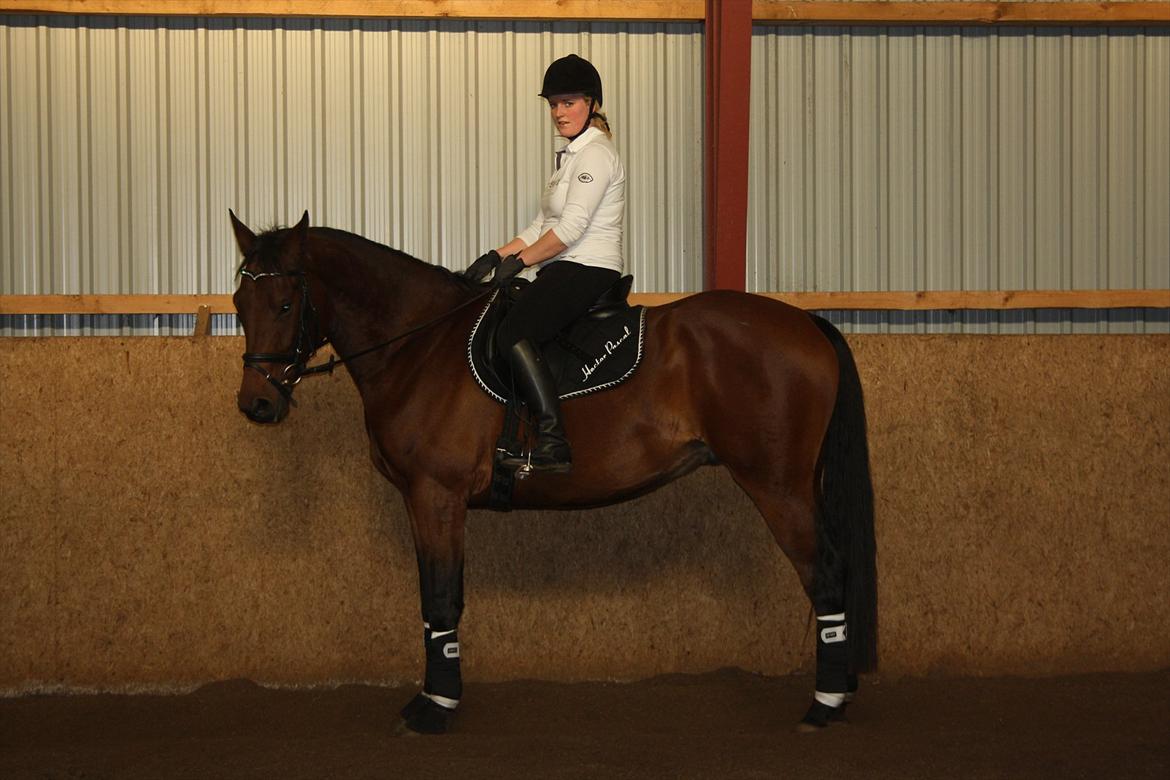 Dansk Varmblod Rimplers Hector Pascal billede 17