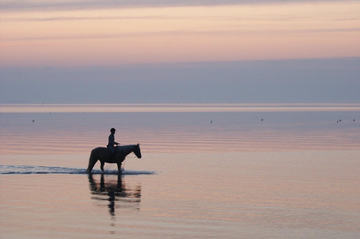 Palomino Billy the kid - Billy og jeg nyder Limfjorden ved Klitgaard Fiskerleje.. SMUKT! billede 3