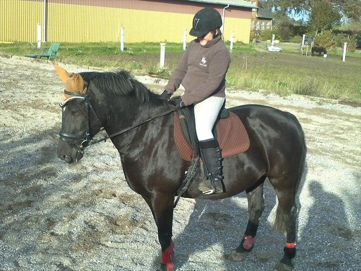 Oldenborg Gipsy - Det er et af mine top 10 billeder billede 4