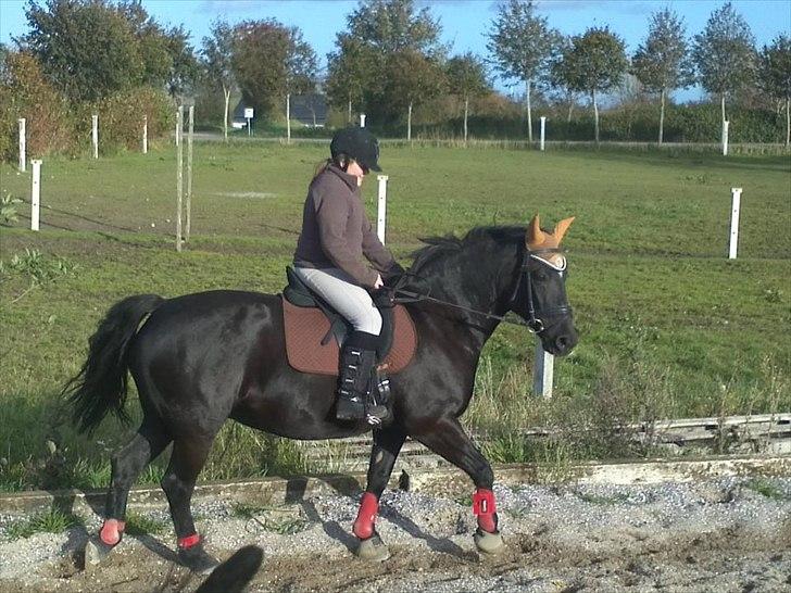 Oldenborg Gipsy - lidt versade:) hun er ikke så go´ til det endnu;) billede 5
