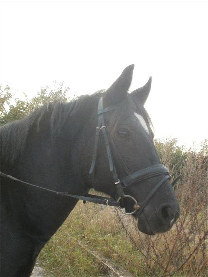 Oldenborg Gipsy - Gipsys smukke hovede:)<3<3<3<3<3<3<3 billede 6