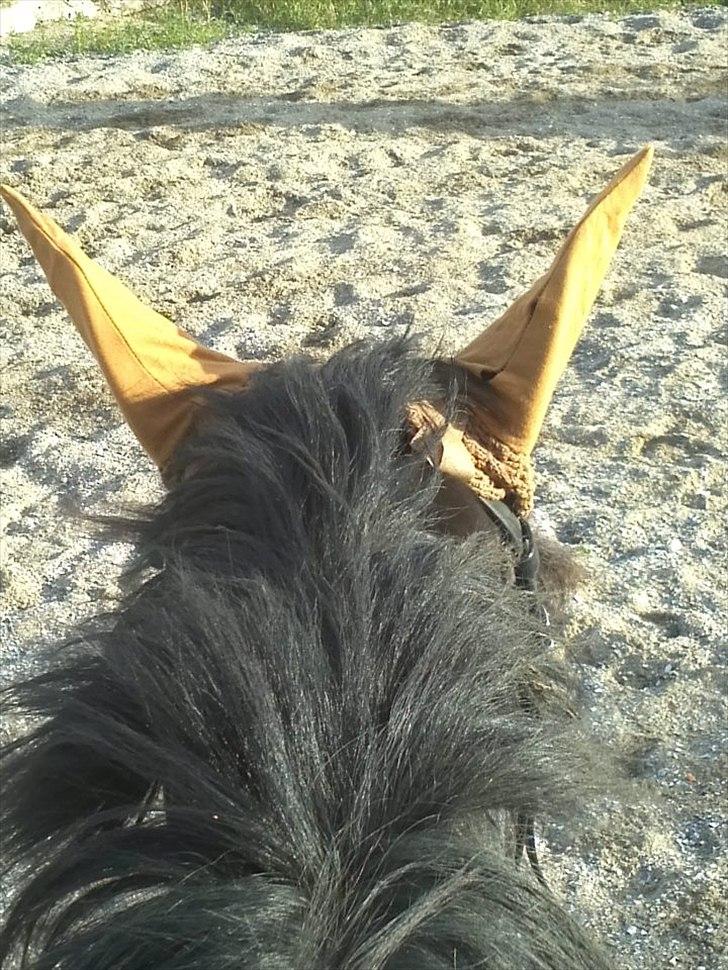 Oldenborg Gipsy - Min udsigt når jeg rider:)
 billede 7