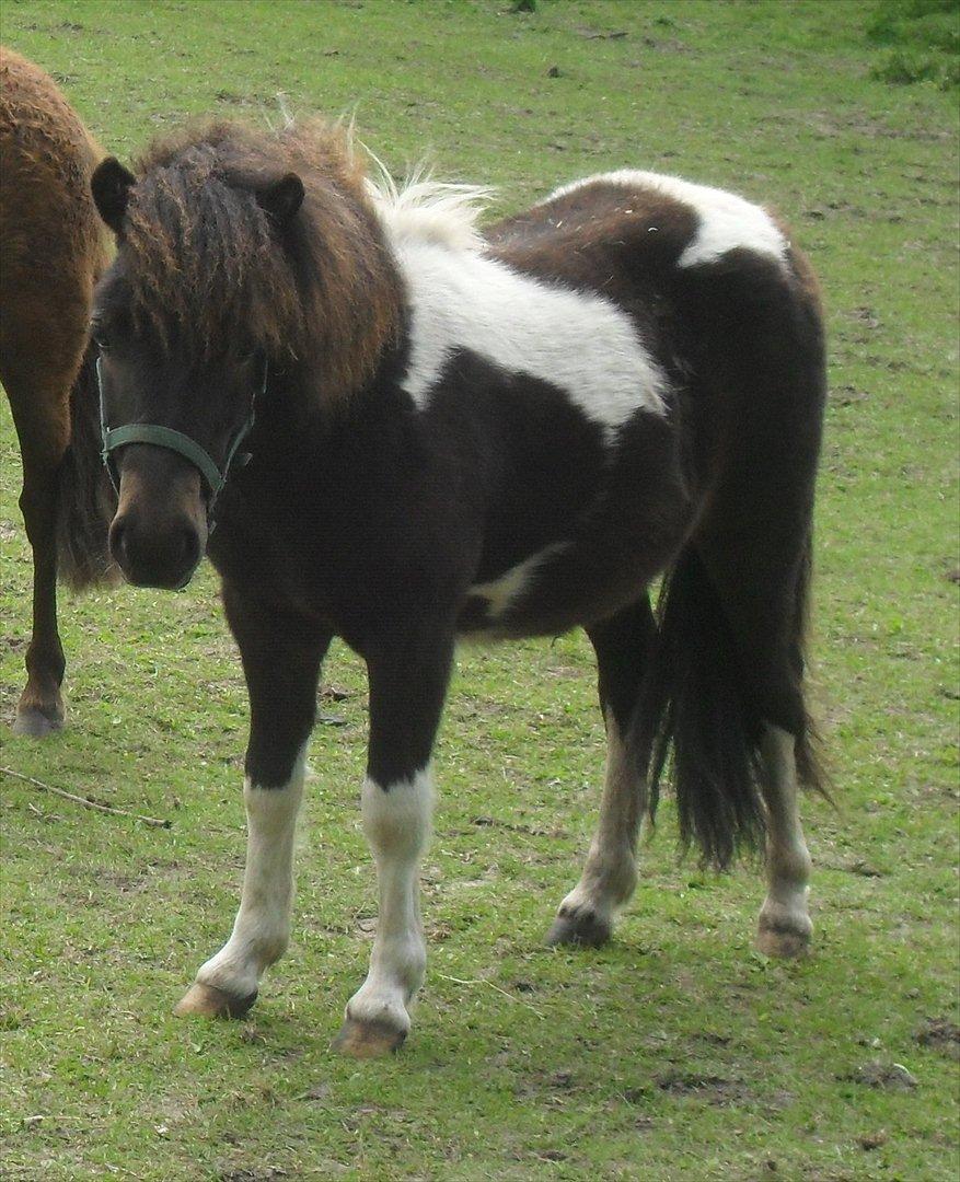 Shetlænder Mr. Pelusa HINGST billede 1