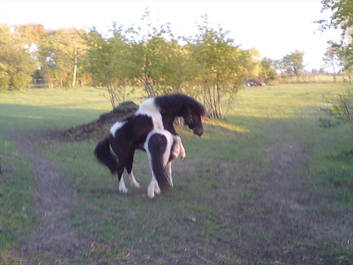 Shetlænder Mr. Pelusa HINGST billede 3