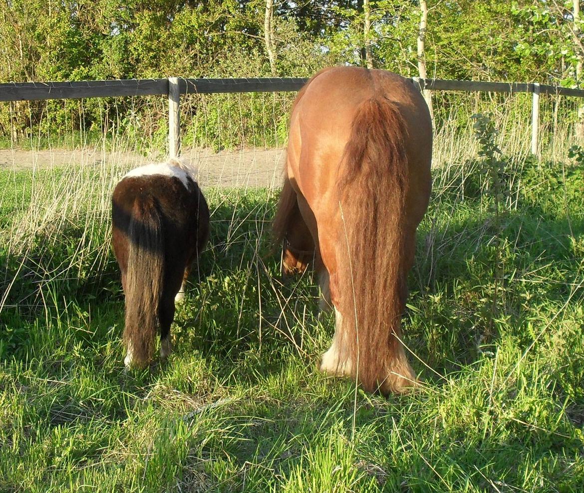 Shetlænder Mr. Pelusa HINGST billede 8