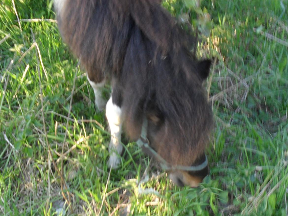 Shetlænder Mr. Pelusa HINGST billede 4
