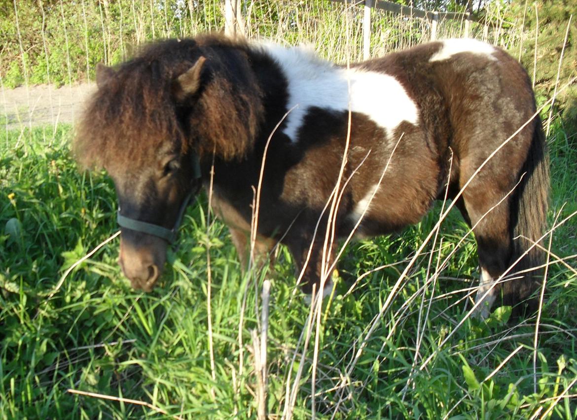 Shetlænder Mr. Pelusa HINGST billede 5