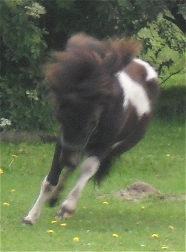 Shetlænder Mr. Pelusa HINGST billede 6
