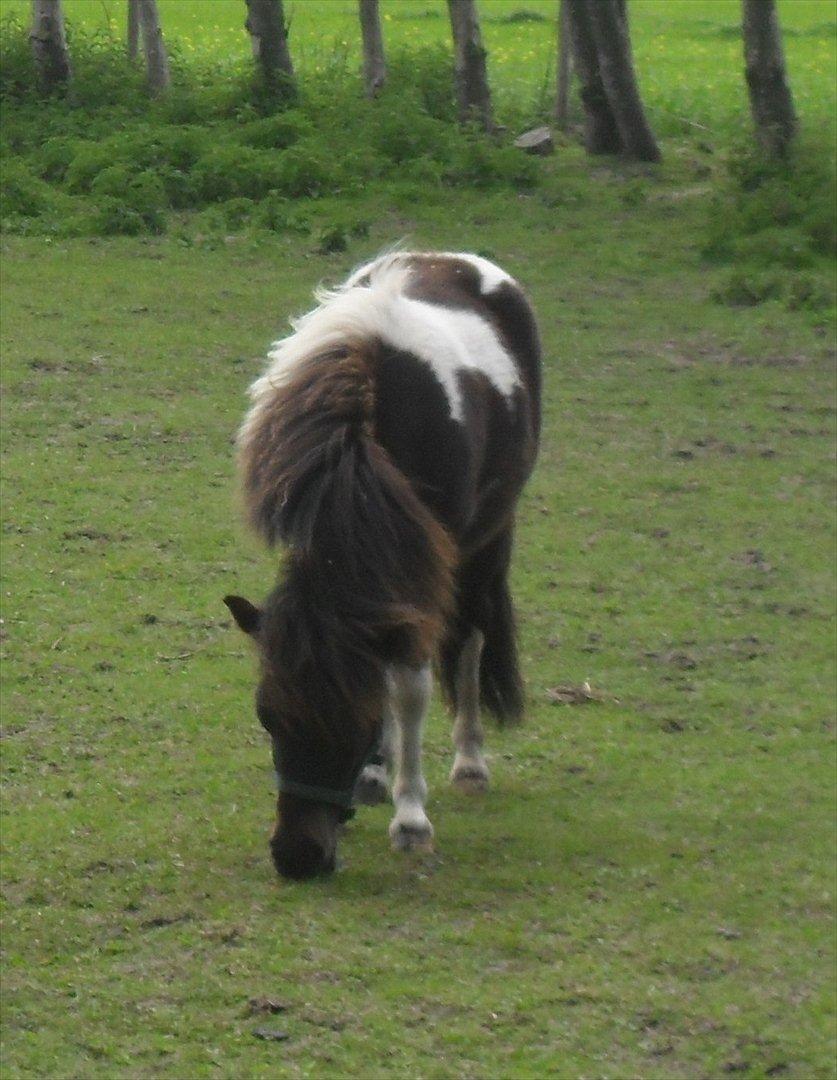 Shetlænder Mr. Pelusa HINGST billede 7