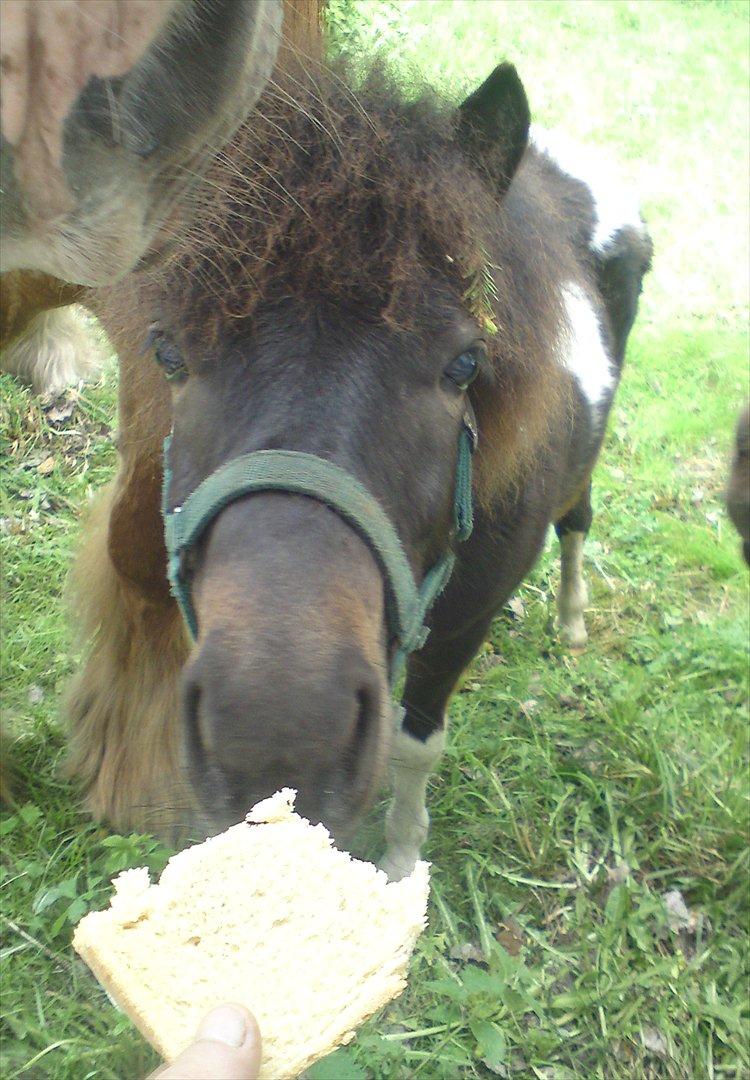 Shetlænder Mr. Pelusa HINGST billede 2
