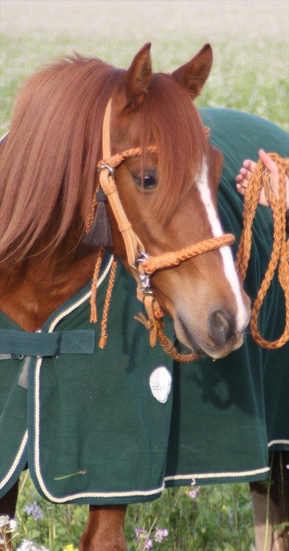 Anden særlig race Macody - okt. 2011,  billede 2