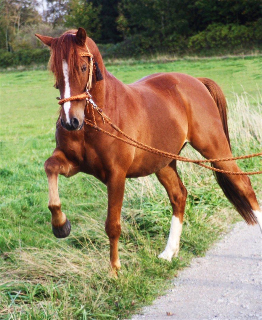 Anden særlig race Macody - okt. 2011 billede 7