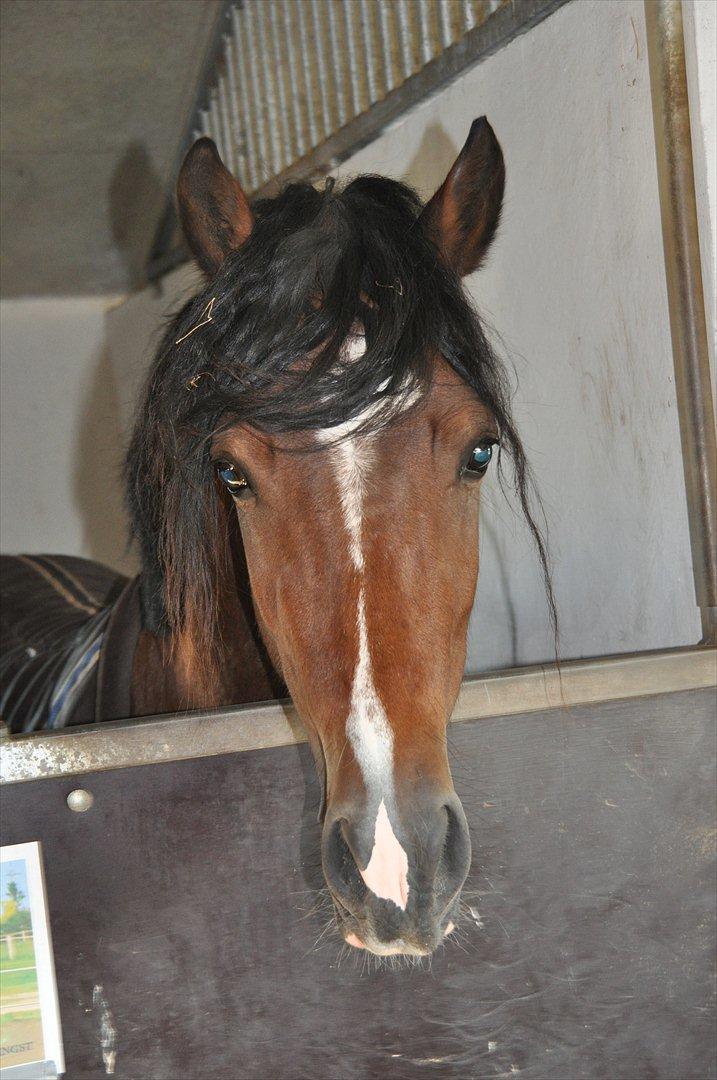 Welsh Cob (sec D) Lindbergs Milton B-PONY billede 12