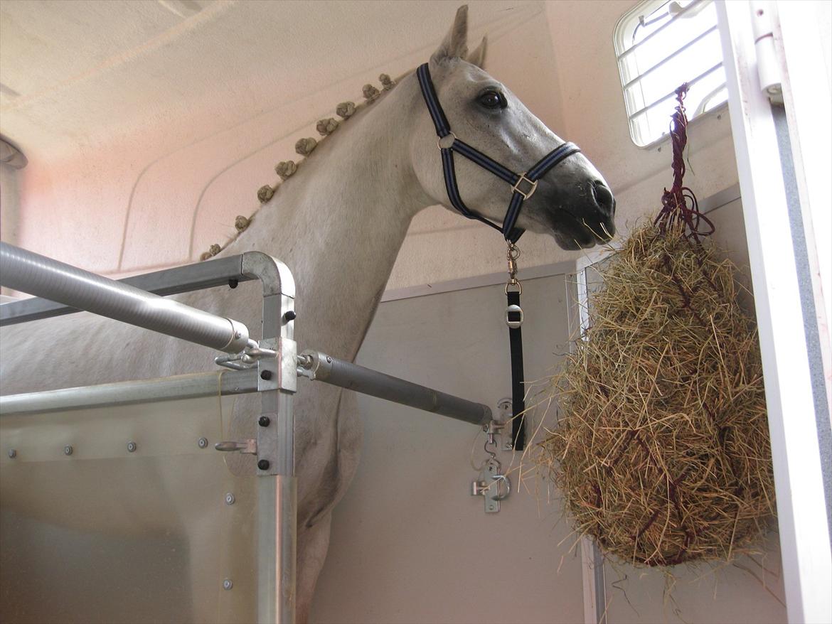 Connemara Hesselbjerggård Safir.  [Tidl. pony] - My little pony! billede 19