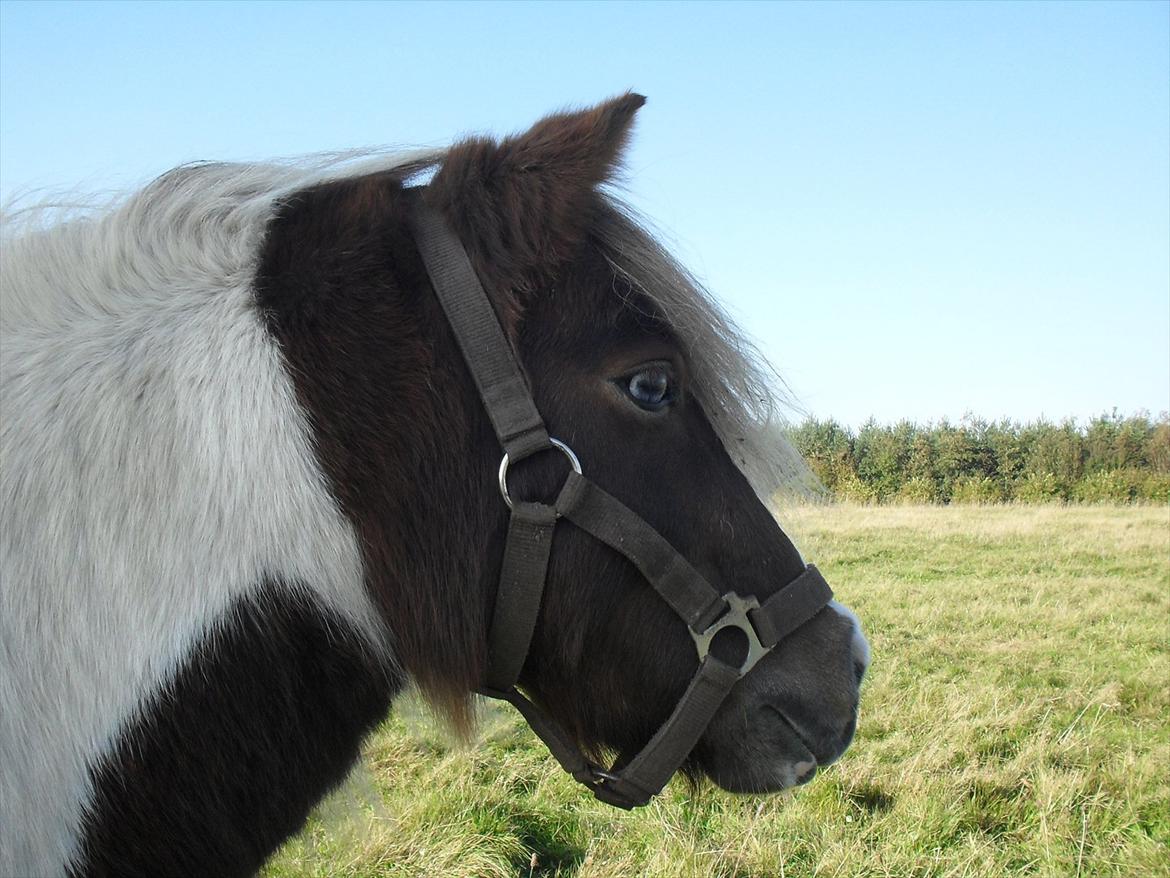 Anden særlig race Tøsen (Vænni) - Velkommen til lille Vænni's profil! billede 1
