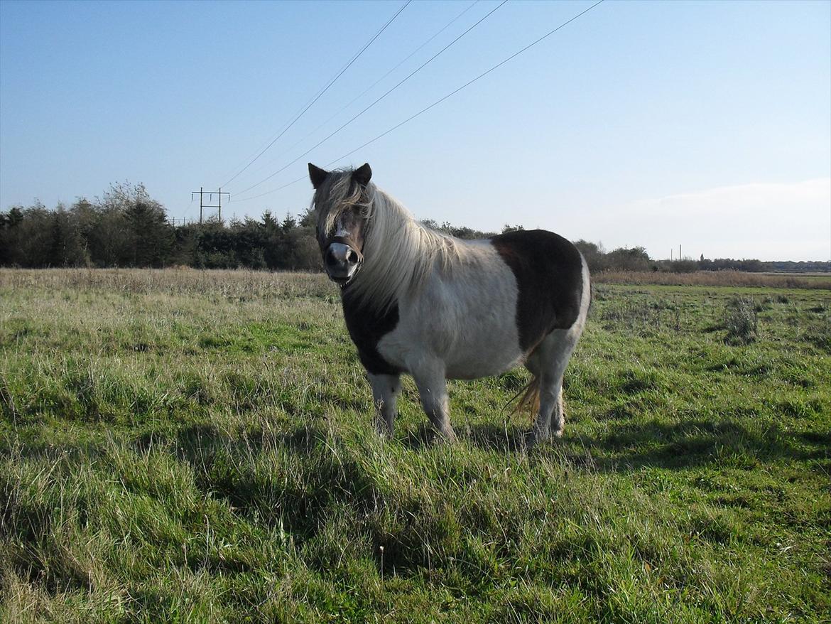 Anden særlig race Tøsen (Vænni) - Erotisk buttet - og hvad så? Hun er lækker alligevel! :D billede 2