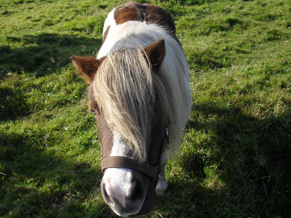 Anden særlig race Tøsen (Vænni) - Altid så nysgerrig! billede 3