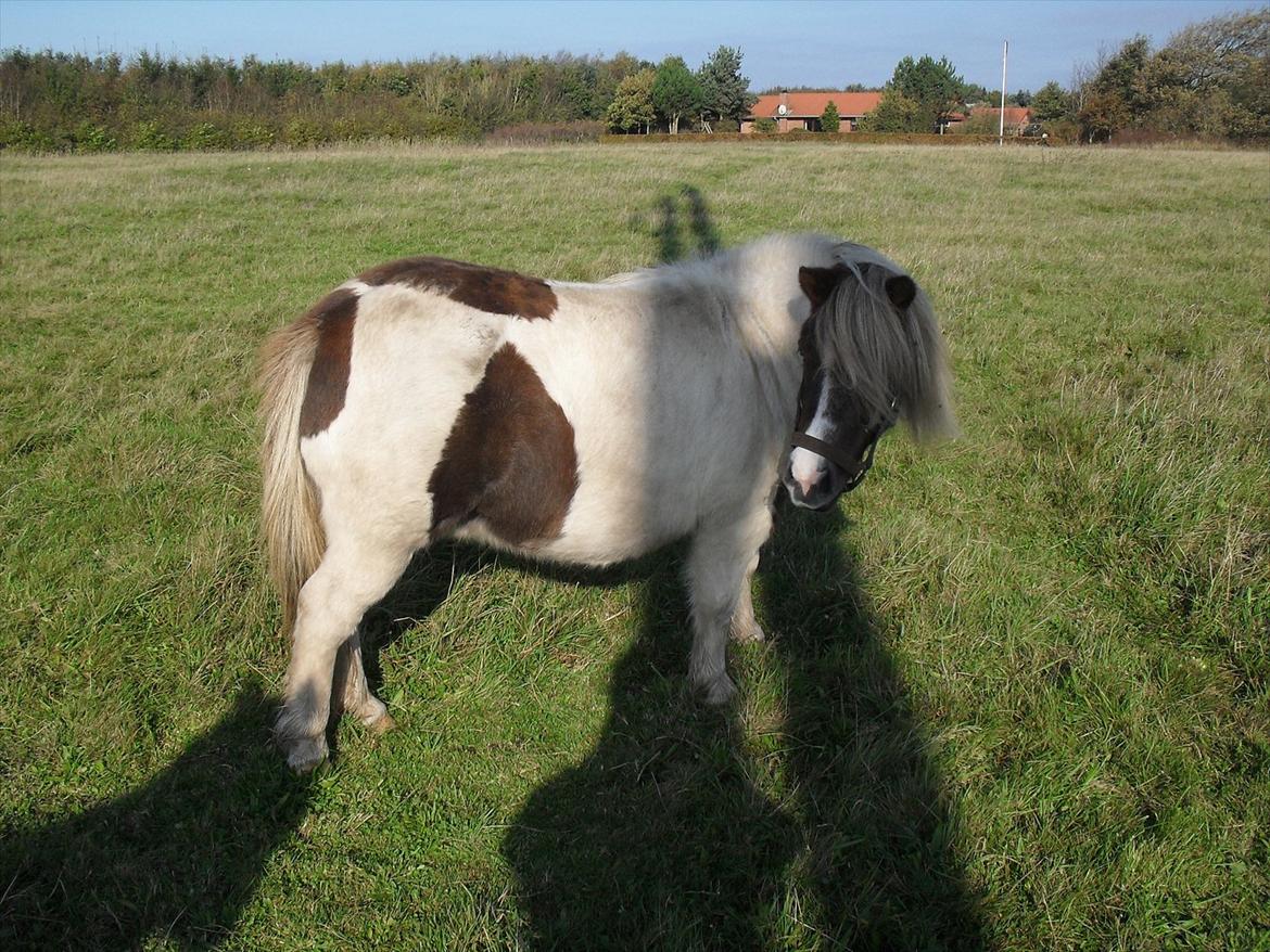 Anden særlig race Tøsen (Vænni) - Skal lige være sikker på at Rose er med :) billede 4