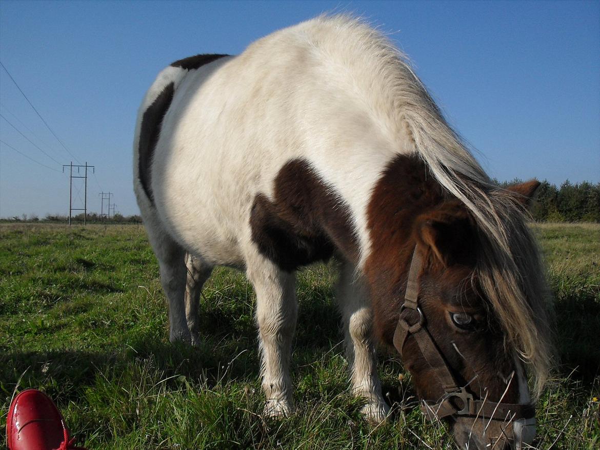 Anden særlig race Tøsen (Vænni) - En éner! :) billede 5