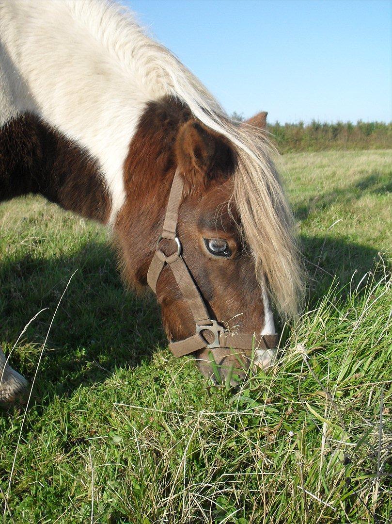 Anden særlig race Tøsen (Vænni) - Amen hvor er hun smuk - og med dét øje, er hun da slet ikke til at stå for!<3 billede 6