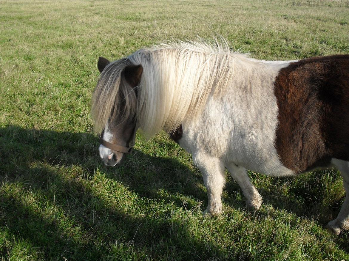 Anden særlig race Tøsen (Vænni) - "Charme, selvtillid og lækkert hår", intet andet beskriver hende bedre! :D billede 7