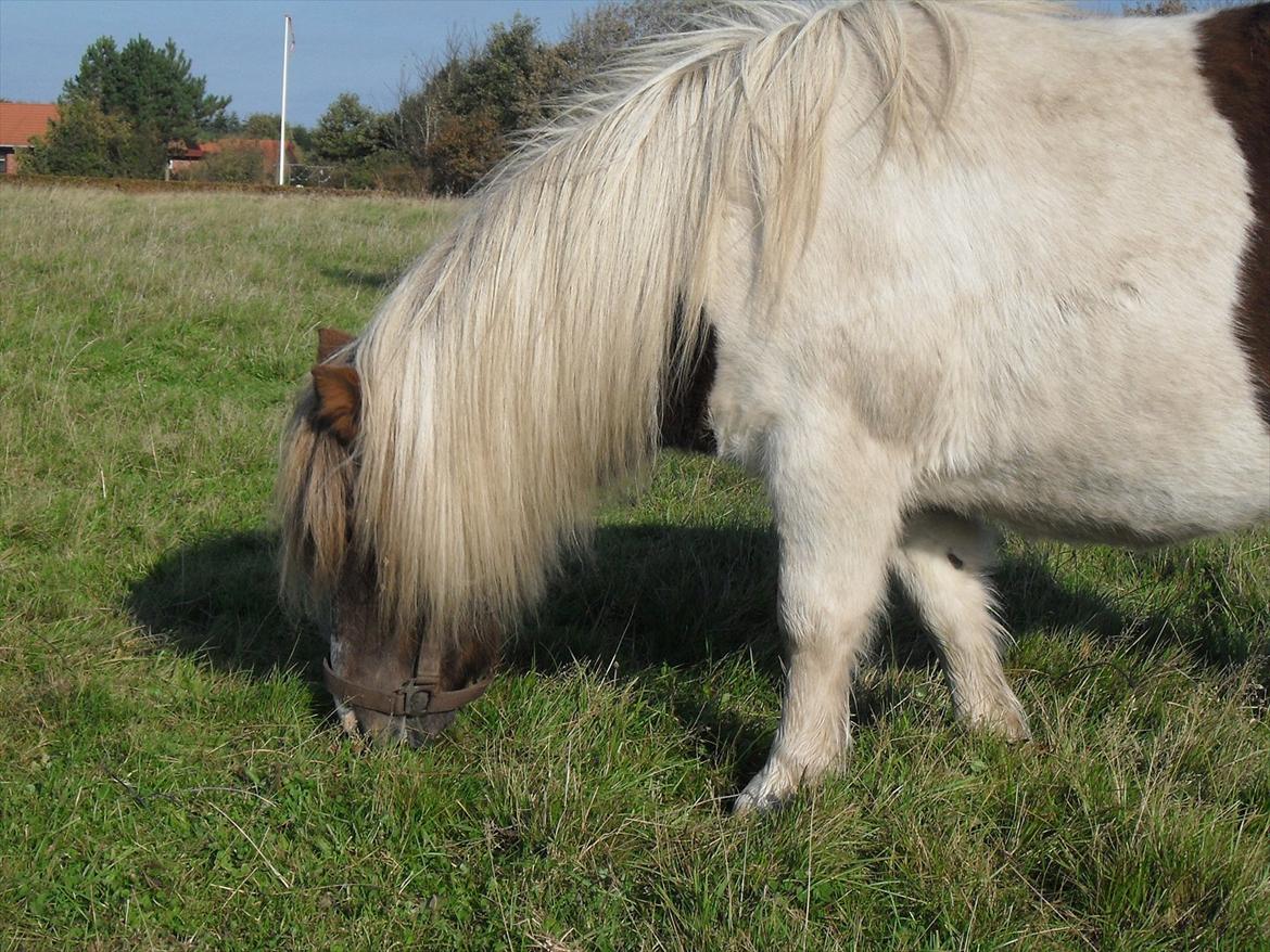 Anden særlig race Tøsen (Vænni) - Se de små ben - Nuuuuuuh ;) billede 8