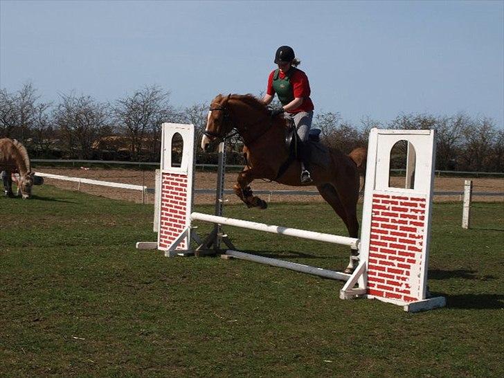 Welsh Cob (sec D) jacco - den lille pony kan springe  billede 7