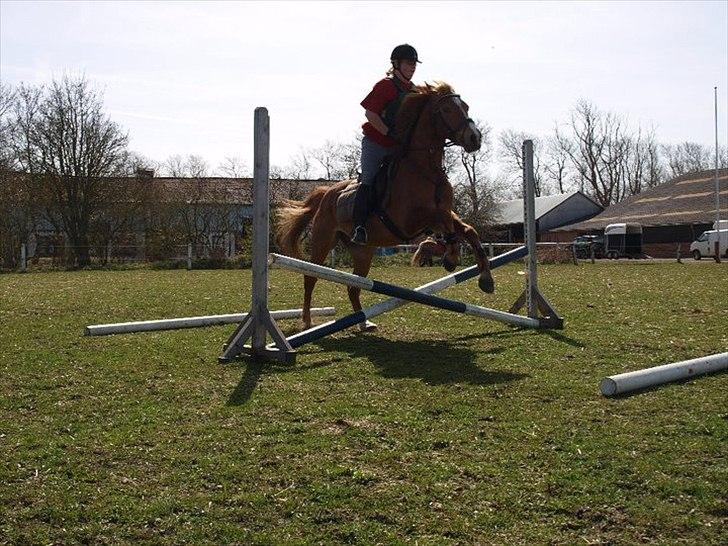 Welsh Cob (sec D) jacco - flot ikke  billede 8