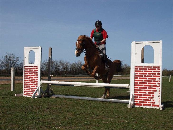 Welsh Cob (sec D) jacco - vi hopper højt  billede 9